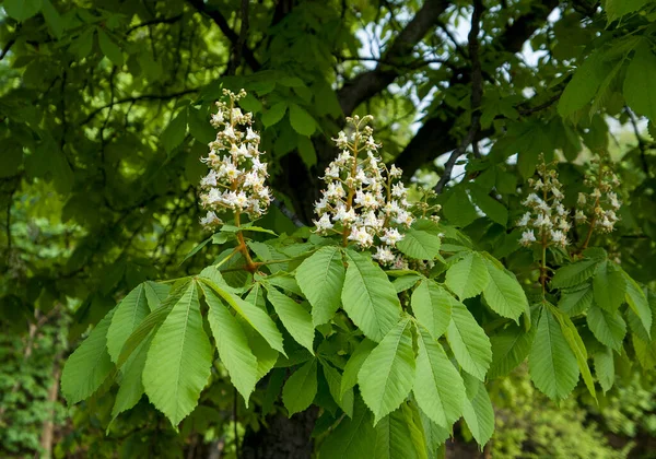 Açık havada yetişen güzel kestane çiçeklerini kapatın.