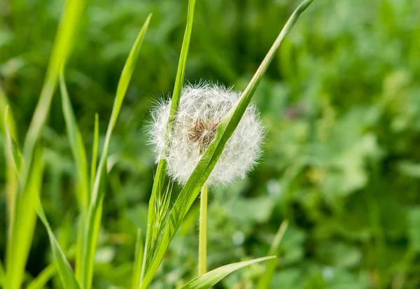 White Dandelion Grass Flower Meadow —  Fotos de Stock