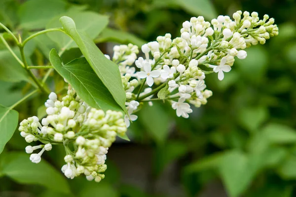Baharda yeşil arka planda beyaz leylak