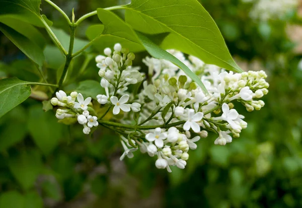 Bahçede beyaz leylak çiçekleri