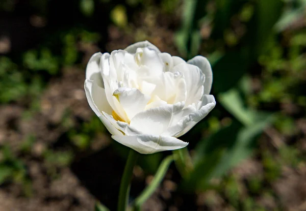 Belas Tulipas Brancas Gramado Jardim Verde Pela Manhã — Fotografia de Stock