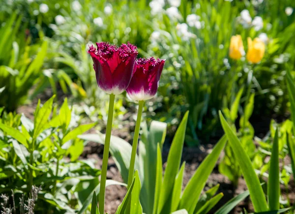 Renkli lale tarlası, güzel bahar arkaplanı.