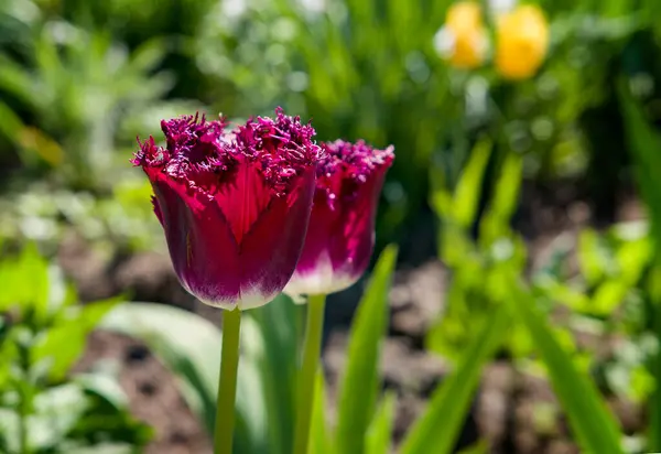 Güzel kırmızı laleler yeşil çimlerde.