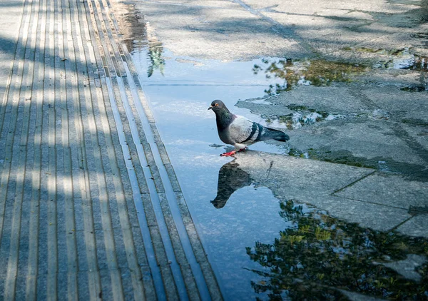 Güneşli bir günde parktaki bir kuş ve güvercin birikintisinde yansıyor.