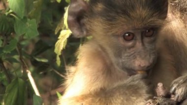 Cute Baby Monkey Beast Feeding From Mother Stock Video Wideweb
