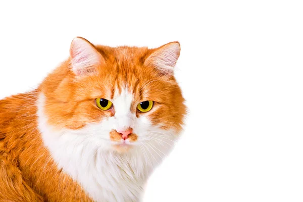 Porträt einer orangen und weißen Katze — Stockfoto