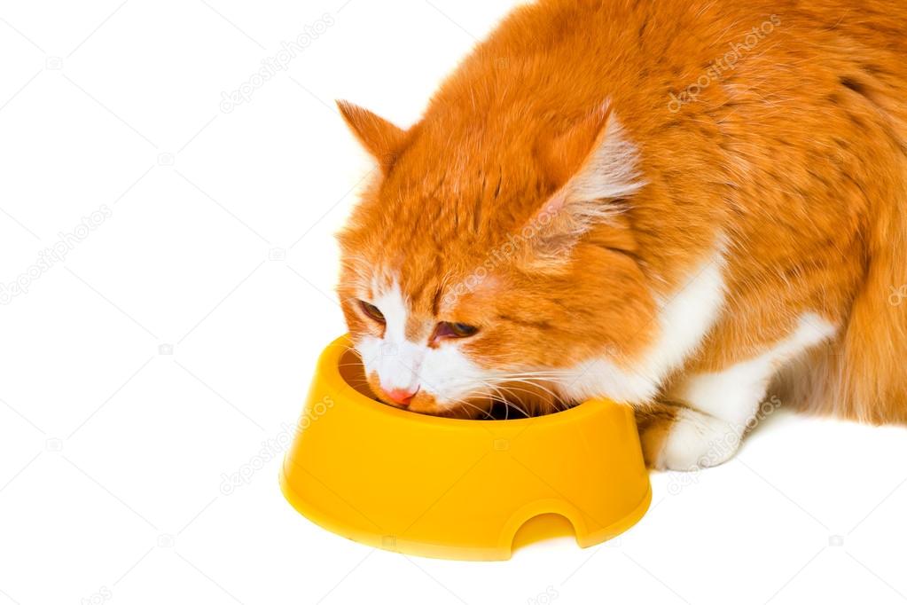 Manger Un Chat Orange Et Blanc Image Libre De Droit Par Semion8 C Manger Un Chat Orange Et Blanc Image Libre De Droit Par Semion8 C