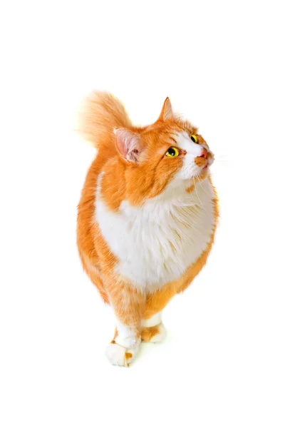 Isolierte Katze — Stockfoto