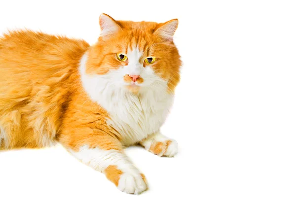 Portret van liegen oranje en witte kat — Stockfoto