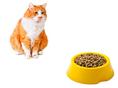 Aç turuncu kedi üzerinde tam sarı kase görünüyor