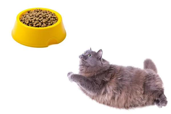 Hungry grey flies to the full bowl — Stock Photo, Image