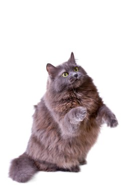 Gri kedi interestedly yukarı tutarsa.