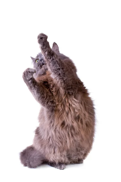 Серый кот интересно поднимает лапу вверх — стоковое фото