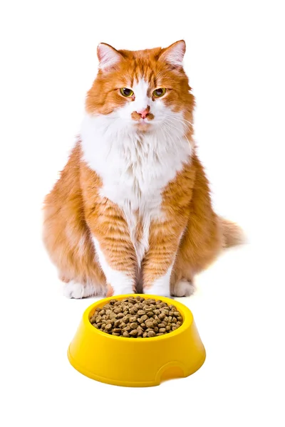 Помаранчева та біла кішка з котячою їжею — стокове фото