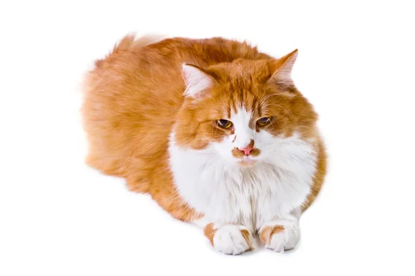 Orange and white cat lays — Stock Photo, Image