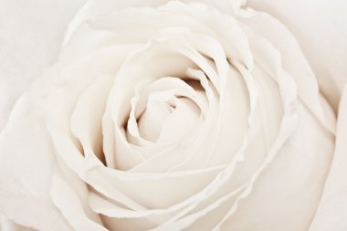 makro çekim beyaz gül