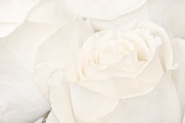 makro çekim beyaz gül