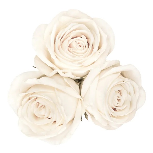 Plan haut de blanc lumineux belles roses — Photo