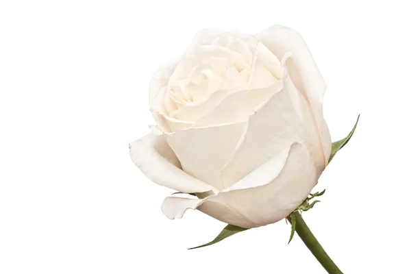 Бічний знімок білої троянди — стокове фото