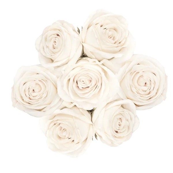 Arriba tiro de rosas blancas brillantes hermosas —  Fotos de Stock