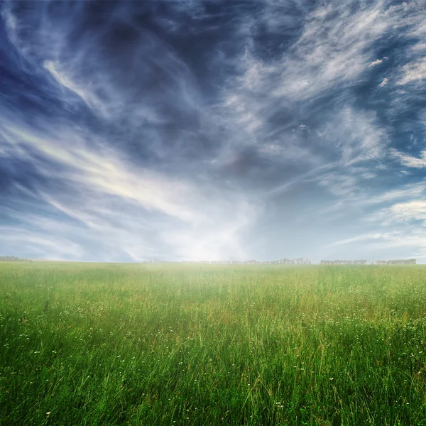 Summer landscape with green grass and blue sky — Stock Photo, Image