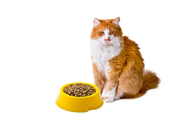 Gatto arancione e bianco con cibo per gatti — Foto Stock