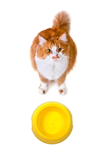 Hambriento naranja y blanco gato con vacío cuenco mira hacia arriba a cámara —  Fotos de Stock