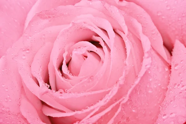 Macro shot de rose rose — Photo