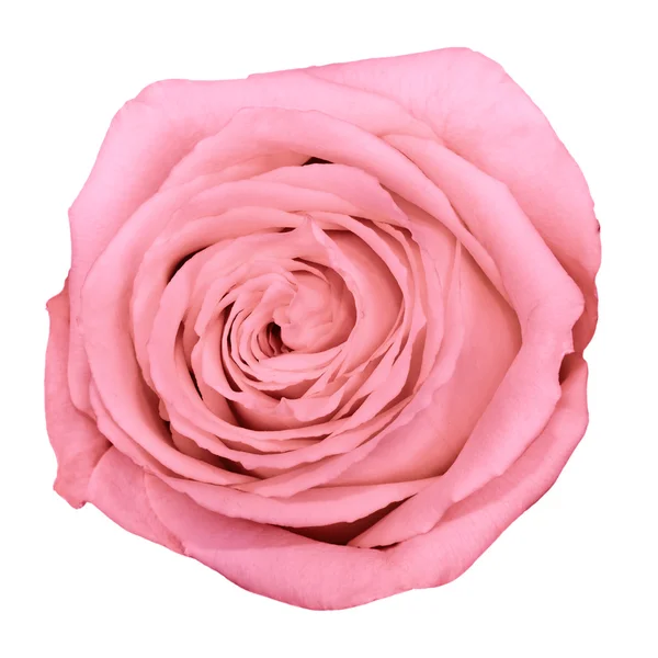 Μέχρι πλάνο όμορφο ροζ τριαντάφυλλο — Φωτογραφία Αρχείου