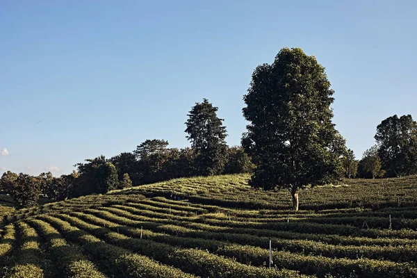 Choui Fong Tea Plantation Est Célèbre Monument Chiang Rai — Photo