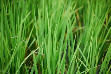 Yeşil pirinç fideleri yaprak mısır tarlası tabiatı.