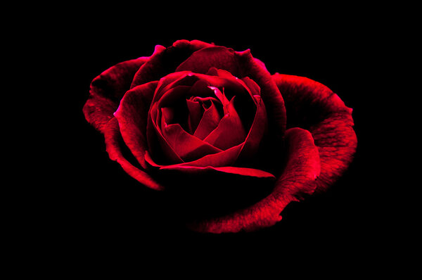 A red rose emerges from the dark.