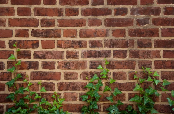 Yedra en la pared — Foto de Stock