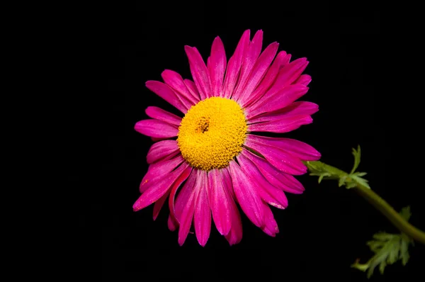 Single Daisy — Stock Photo, Image