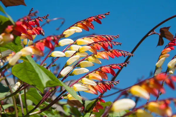 Mina Lobata