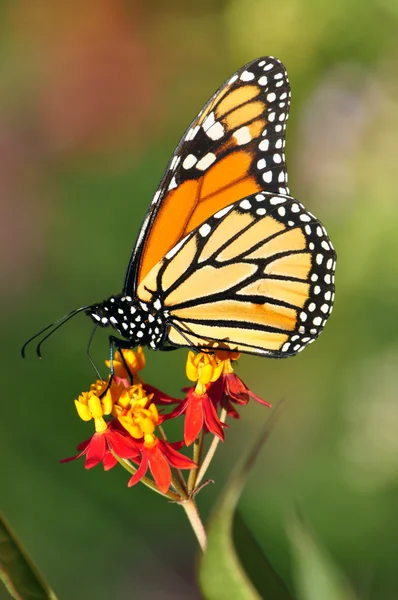 Farfalla monarca — Foto Stock