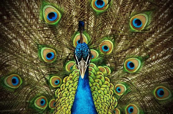 Grand Peacock — Stockfoto