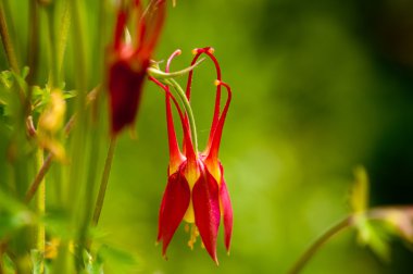 sarkık columbine