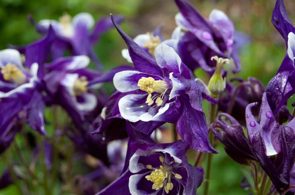 Lila columbine — Stockfoto