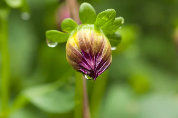 गीले Dahlia — स्टॉक फ़ोटो, इमेज