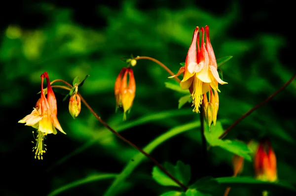 Hängande columbine — Stockfoto