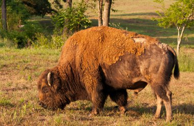 Buffalo otlatma
