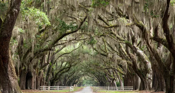 Live oak tunel — Stock fotografie