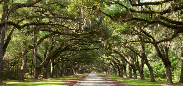 Live oak tunel — Stock fotografie