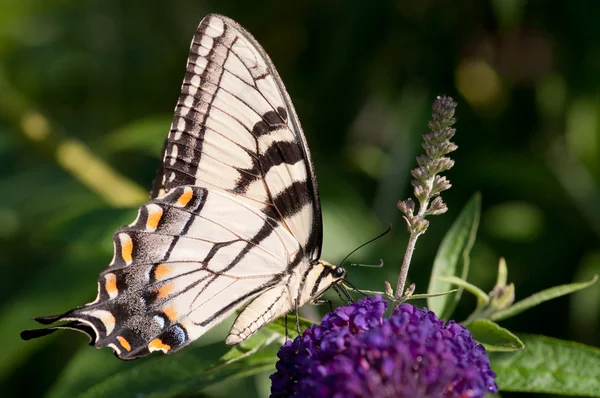 Tygrys swallowtail — Zdjęcie stockowe