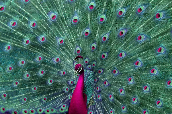抽象的紫色和绿色孔雀 — 图库照片