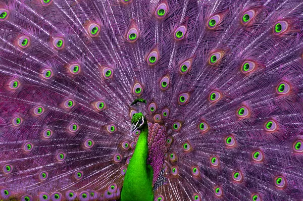 Abstrato Verde e Pavão Roxo — Fotografia de Stock