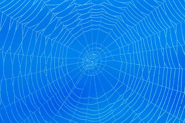 Păianjen web pe albastru — Fotografie, imagine de stoc