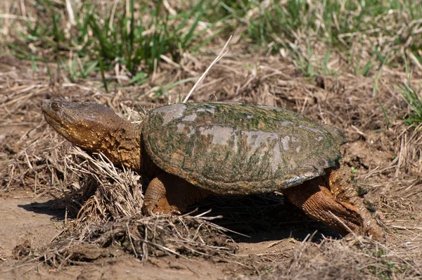 Tortuga mordaz — Foto de Stock