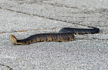 A water moccasin, or cottonmouth, crossing a road. clipart